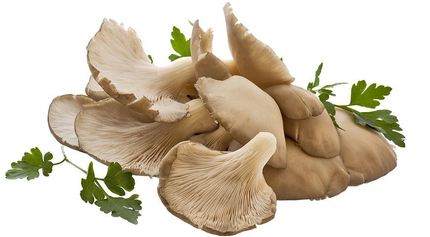 Устрицы - описание продукта на Gastronom.ru