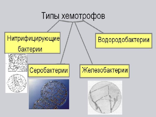 Хемотрофы