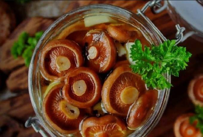 Соленые молочные шапки на зиму холодным способом: рецепт приготовления