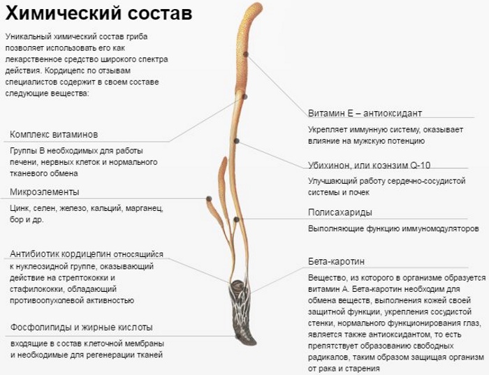 Гриб Кордицепс. Лечебные свойства и противопоказания