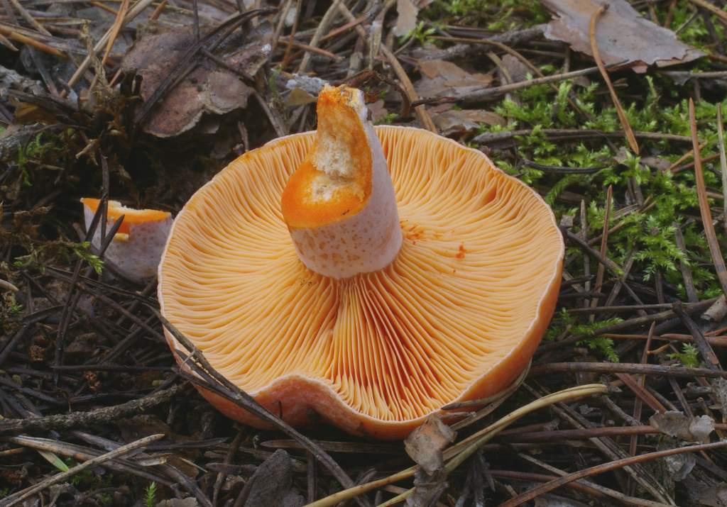 Сосновый рыжик (настоящий), Lactarius deliciosus - Грибы средней полосы