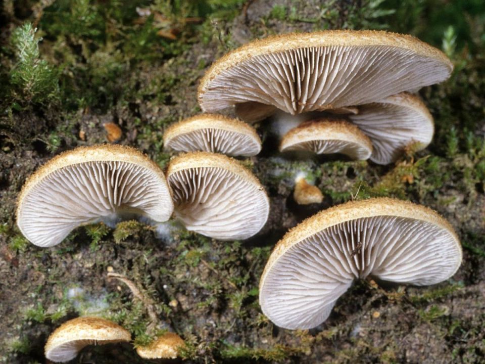 Мягкий крепидот (Crepidotus mollis) фото и описание