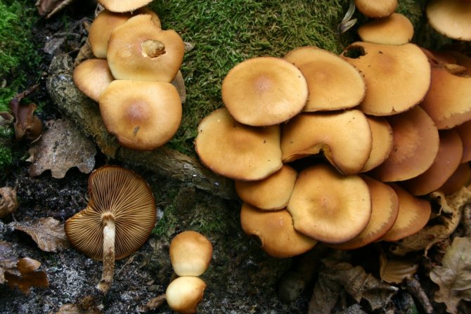 50 фото разных видов грибов под полом,? названия, описания, как отличить
