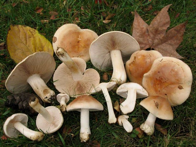 50 фото разных видов грибов под полом,? названия, описания, как отличить