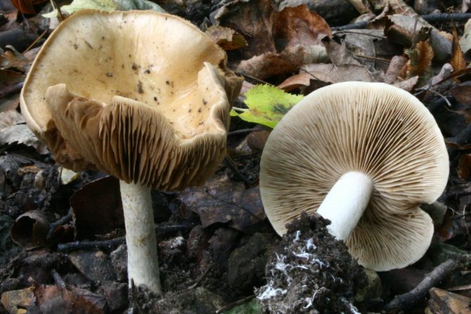 50 фото разных видов грибов под полом,? названия, описания, как отличить