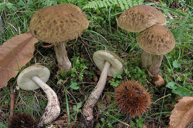 50 фото разных видов грибов под полом,? названия, описания, как отличить