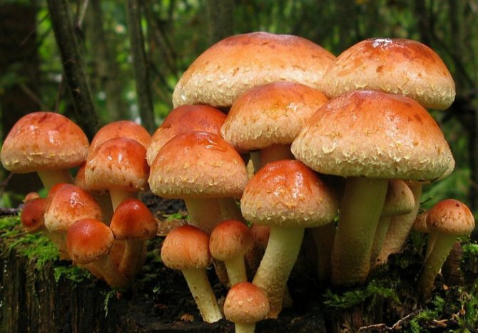 50 фото разных видов грибов под полом,? названия, описания, как отличить