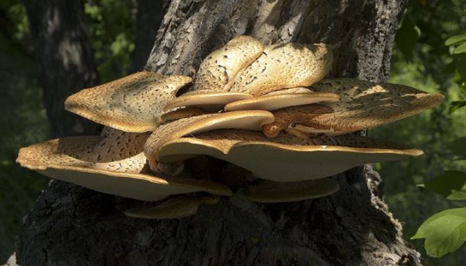 50 фото разных видов грибов под полом,? названия, описания, как отличить