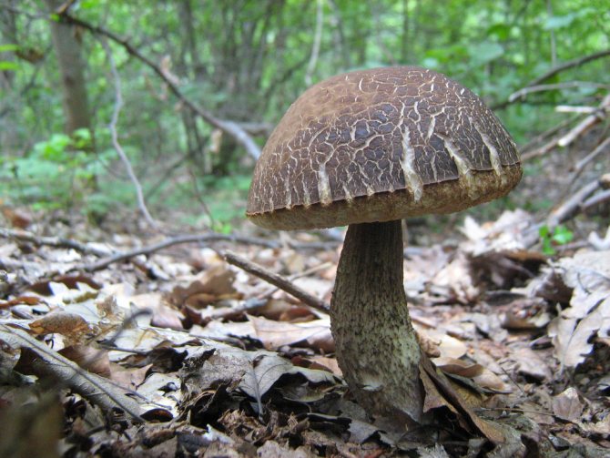 50 фото разных видов грибов под полом,? названия, описания, как отличить
