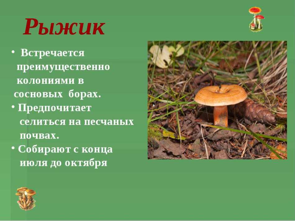 Грибы шампиньоны: время сбора урожая