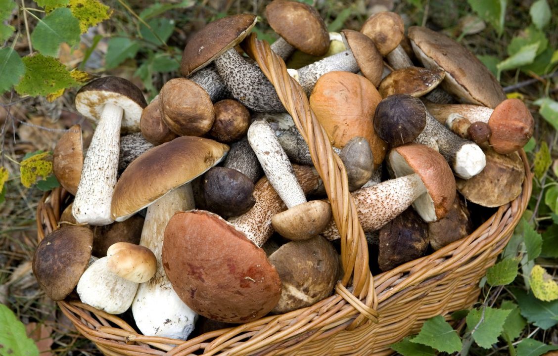 Обои корзина, грибы, подосиновики, мухомор картинки на рабочий стол, раздел еда - скачать