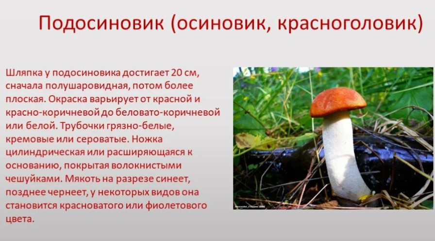 Описание подберезовика