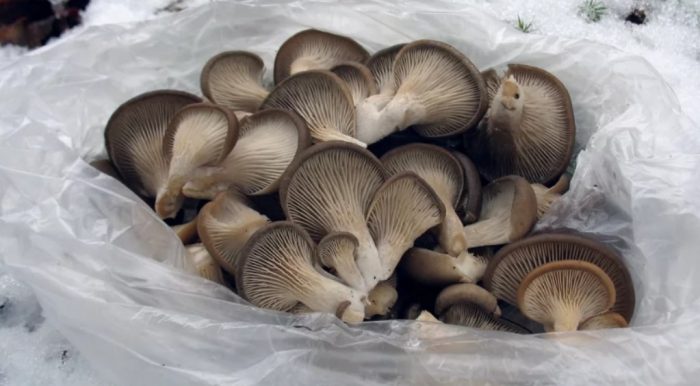 Собранные вешенки