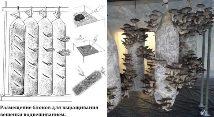 Выращивание вешенки