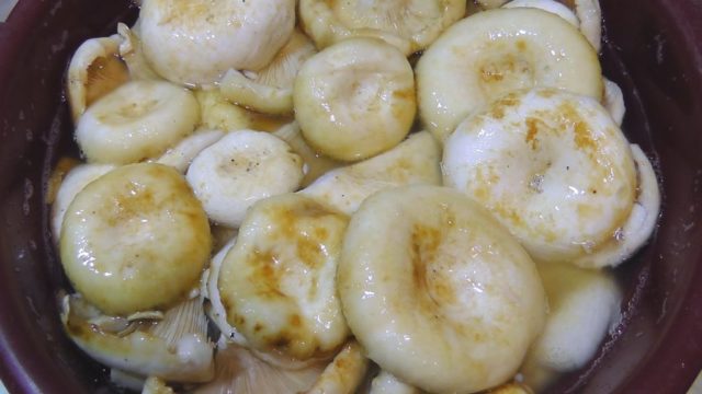 Грузди почернели при замачивании, что делать