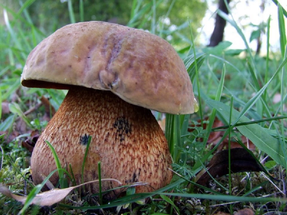 Дубовик оливково-бурый, или синяк (Boletus luridus)