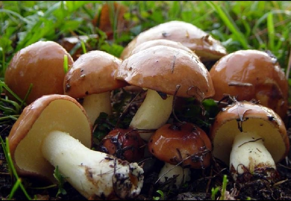 Лютик зернистый (Suillus granulatus)