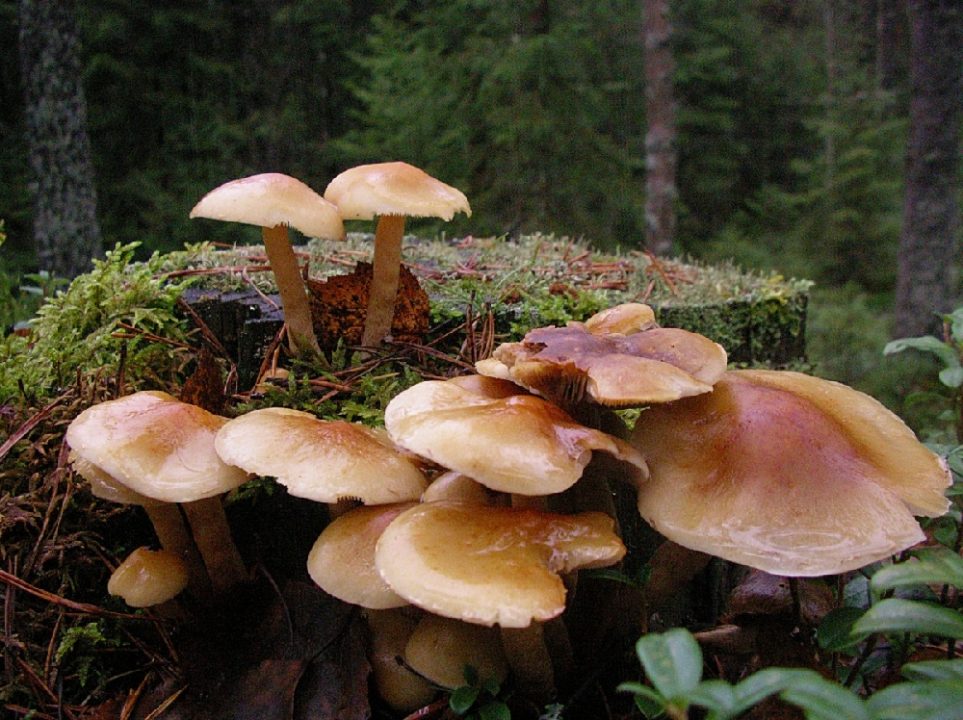 Опёнок серопластинчатый (Hypholoma capnoides)