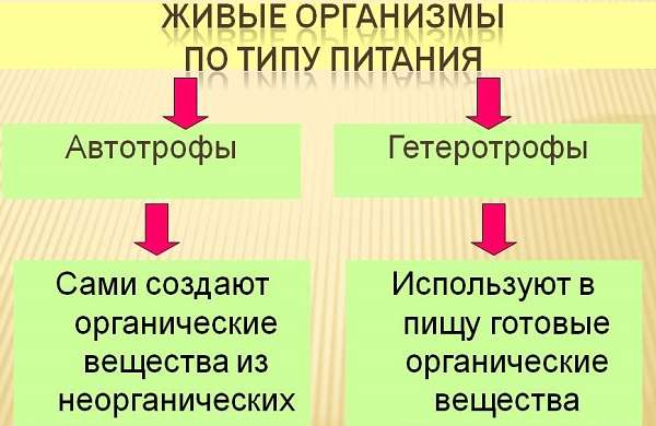 Автотрофы в биологии определение и примеры автотрофных организмов
