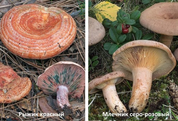 Отличие красных рыжиков от серо-розовых молочников