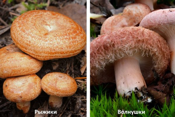 Отличие грибов от розовых волн