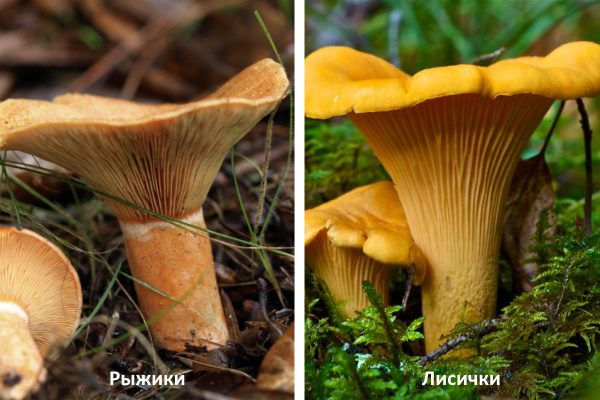 Отличие рыжих от лисичек