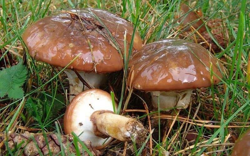Сравнение пищевых и ложных масел с описанием и фото