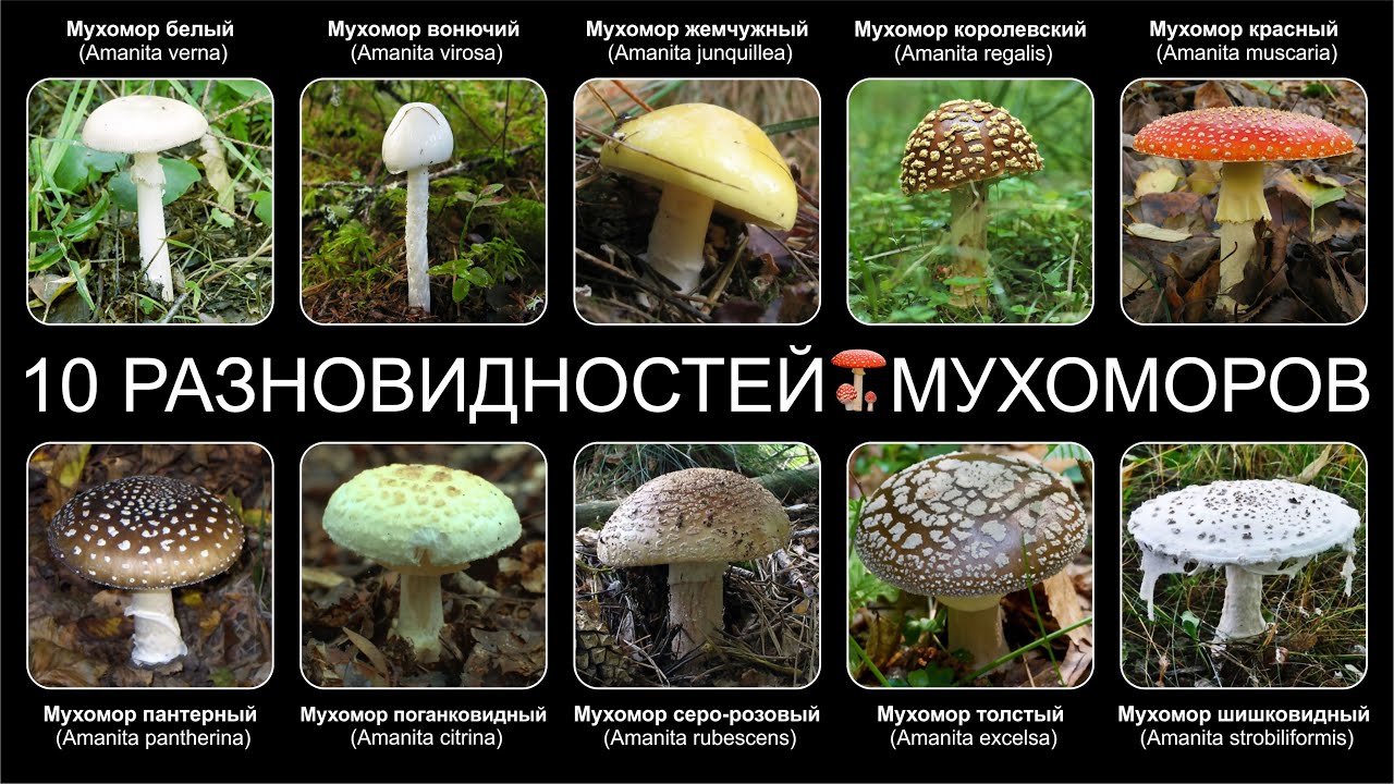 ТОП-10 ВЫБОР ГРИБОВ - YouTube