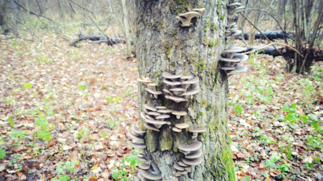 вешенки: где растут, в каких лесах и на каких деревьях, как и когда их собирать