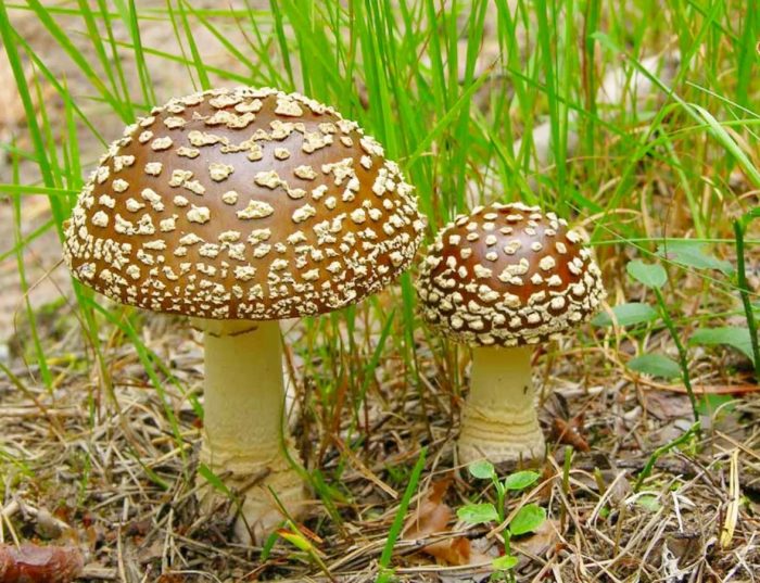 Интересные факты о мухоморе