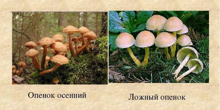 Помилкові парні відкриття осені