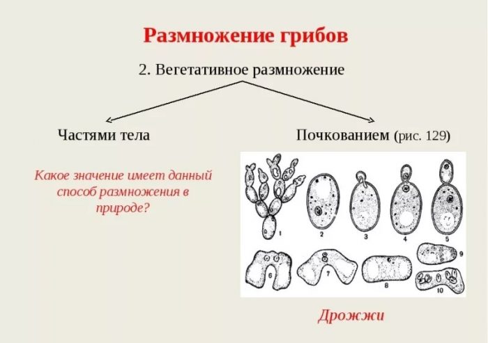 Как вегетативно размножаются грибы