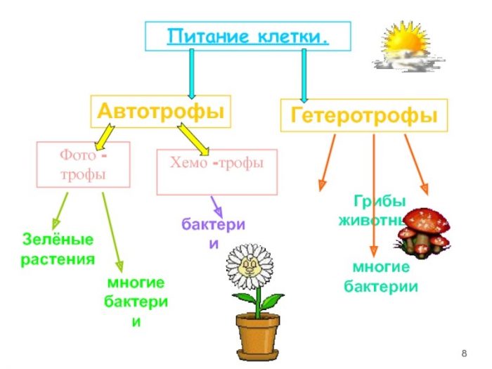 Грибы автотрофы или нет?
