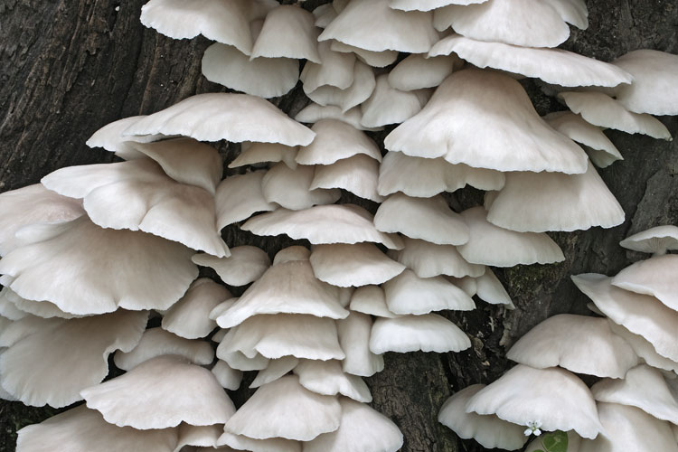 Вешенка легочная (Pleurotus pulmonarius) или вешенка весенняя: фото, описание, приготовление и дубликаты гриба