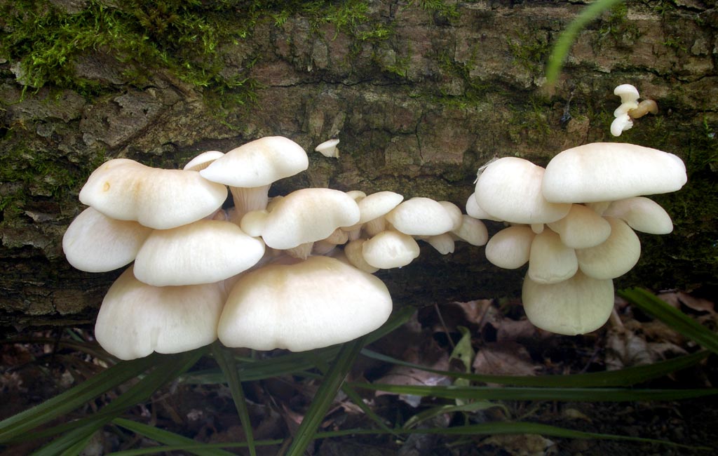вешенка, Pleurotus pulmonarius - Гриб средней полоски