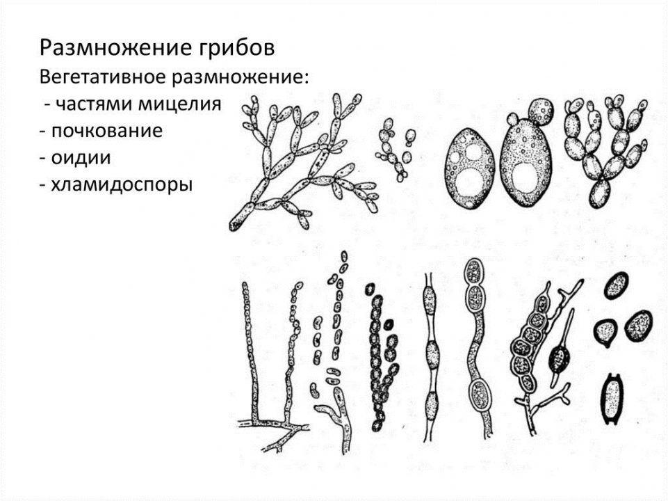 вегетативный