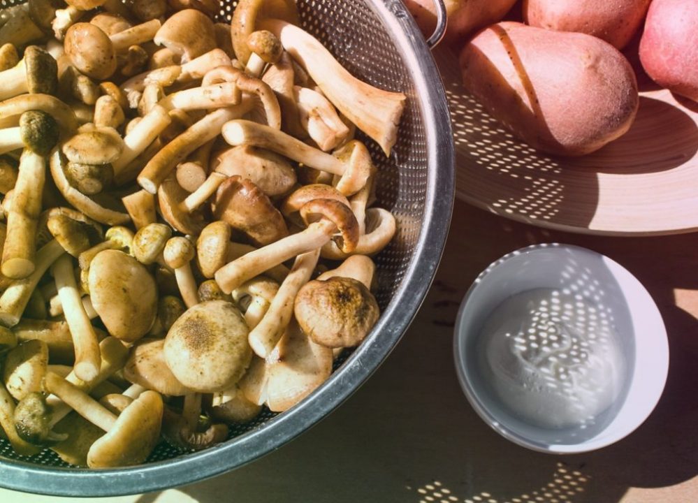 Сколько варить шампиньоны свежие перед жаркой и перед заморозкой
