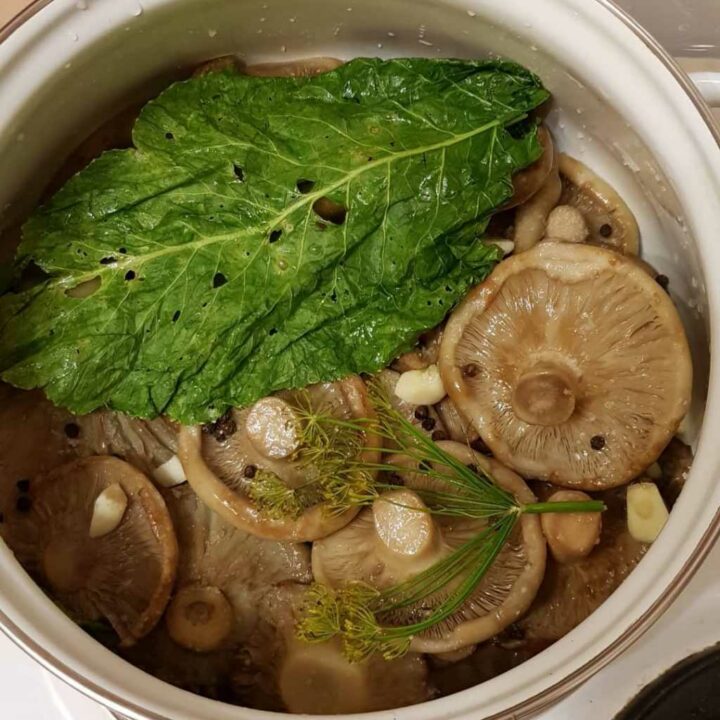 Молочные коктейли! Основные способы засолки, рецепты и советы