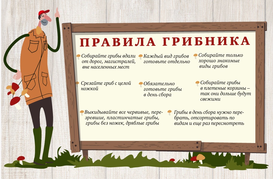 Где собирать, как выбирать и как хранить грибы рассказали шахтинцам