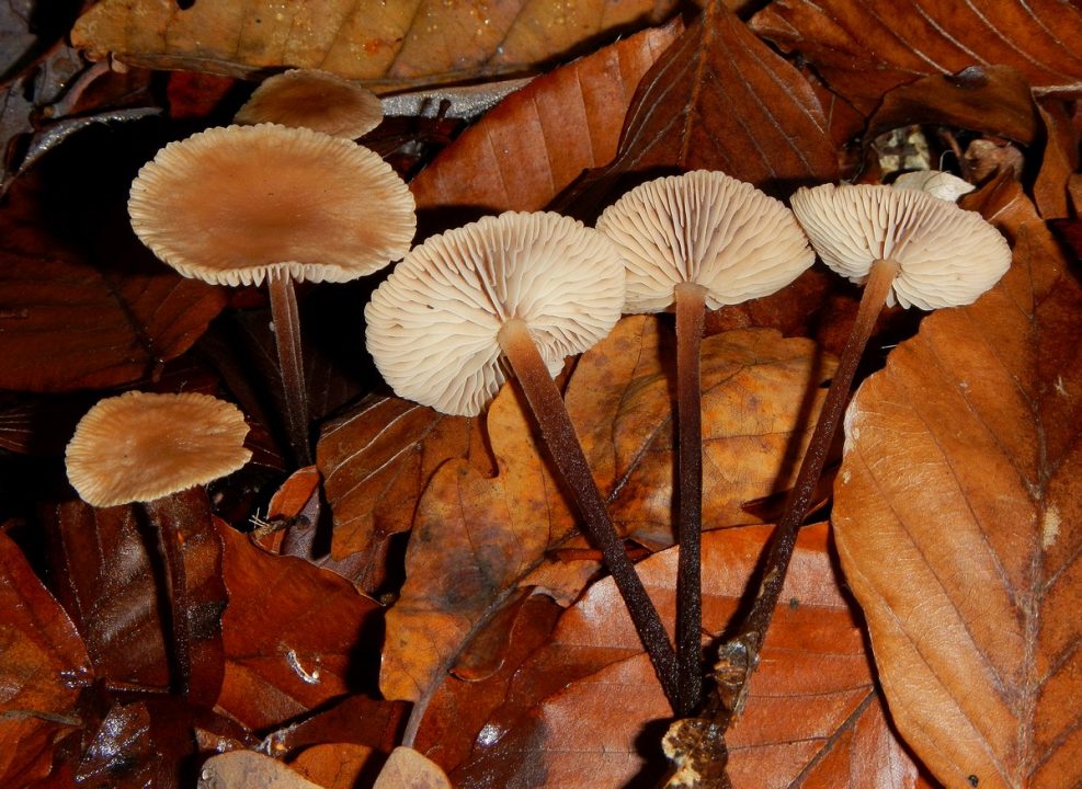 Грибы Marasmiaceae (Негнючниковые) - Семейство