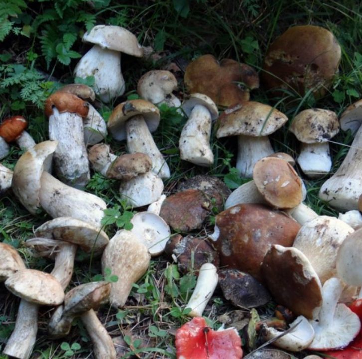 Грибы Кубани и Адыгеи