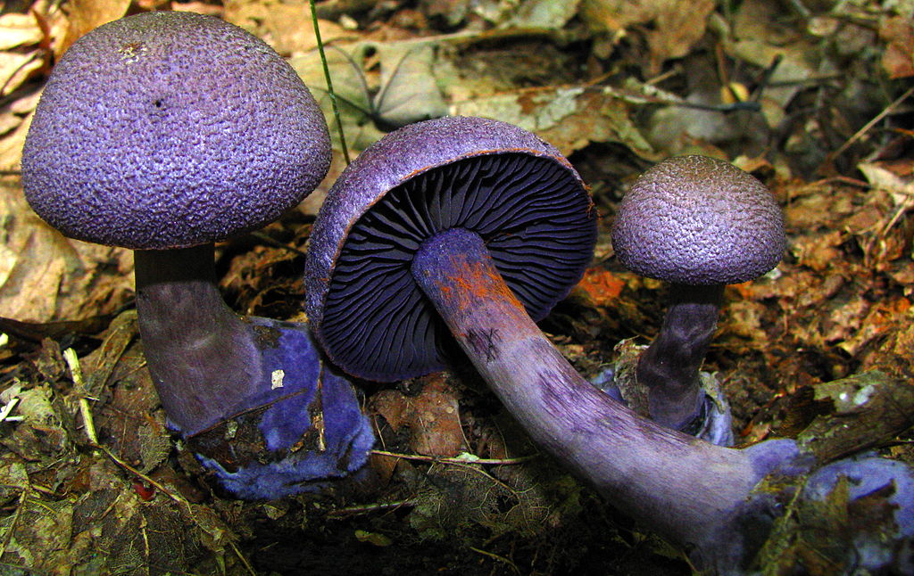 Паутинник пурпурный (Cortinarius violaceus): фото, описание, состав питательных веществ, где растет и как приготовить гриб
