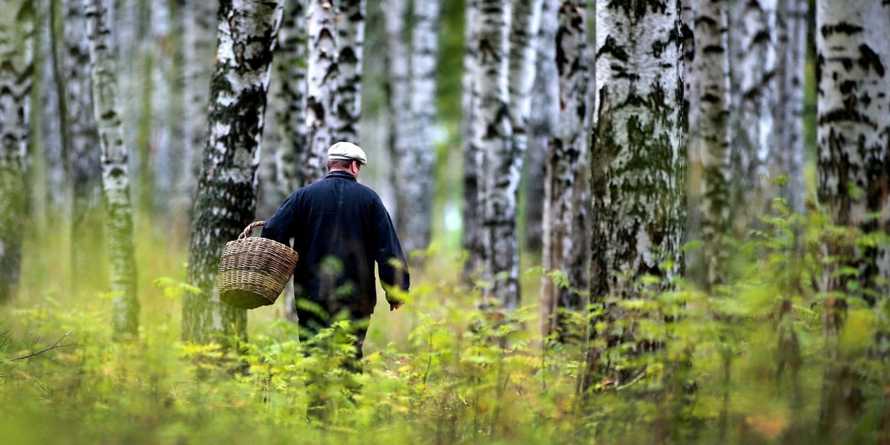 Что делать, если заблудился в лесу - советы МЧС - Москва 24, 26.07.2019