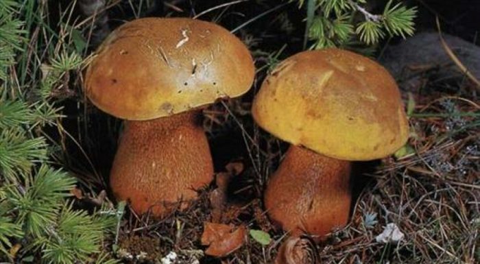 Какие съедобные грибы растут под дубом и в дубовом лесу осенью
