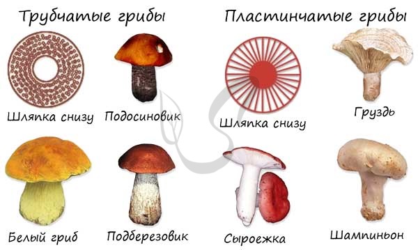 Грибы, подготовка к экзаменам по биологии