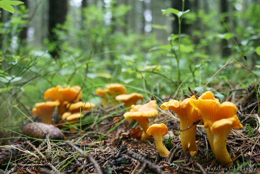 Лисичка обыкновенная, Cantharellus cibarius | Заглянуть внутрь