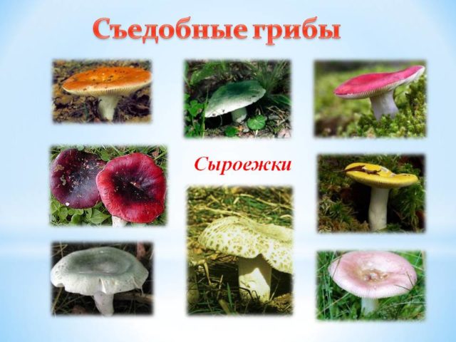 Сыроежка съедобный гриб или нет