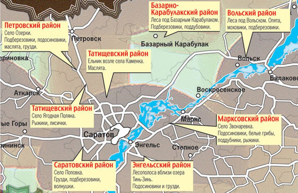 Какие грибы растут в Саратовской области