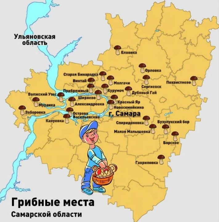 Грибные места в Самарской области