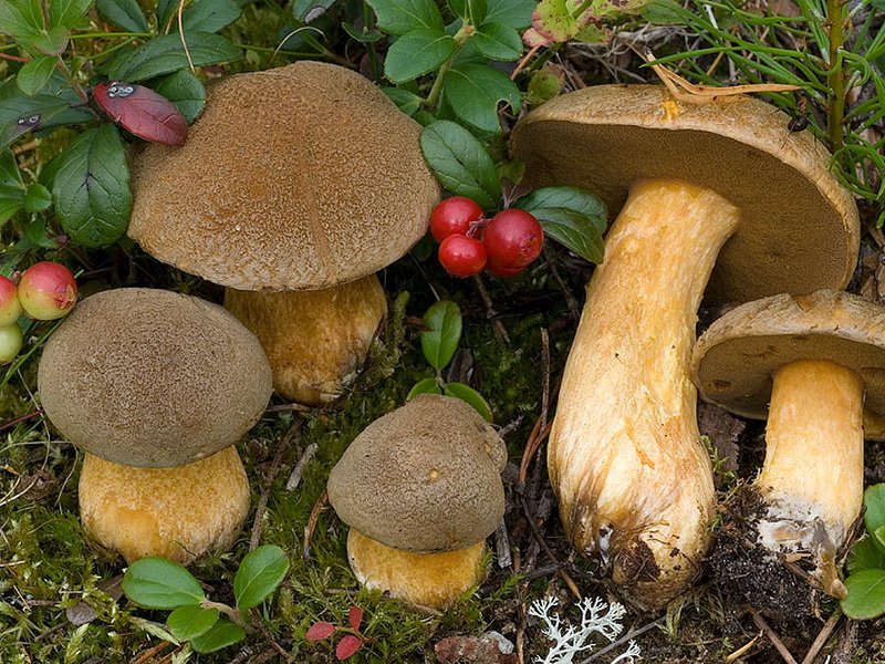 Моховики